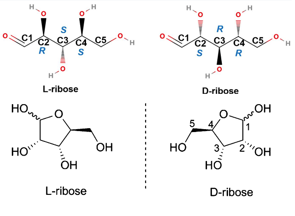 L-Ribose