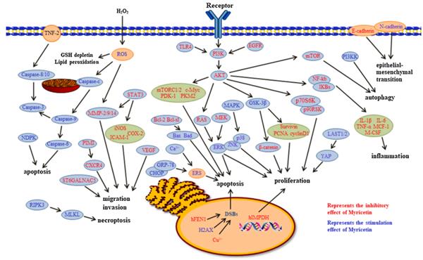 Figure 2. Some pathways involved in the anti-cancer mechanism of MYR.png