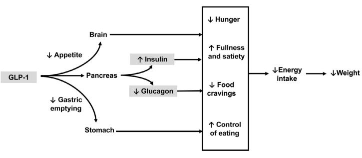 Figure 1 Theoretical and empirically supported mechanisms of action of semaglutide for obesity.png