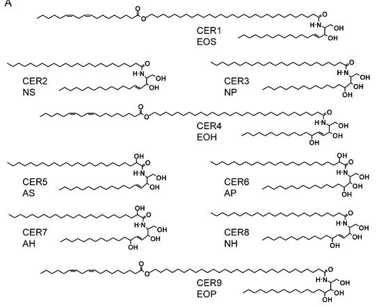 ceramide 1 ceramides 5% 10% Rice bran extract Cosmetic raw materials