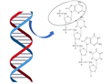 Polydeoxyribonucleotides（PDRN）