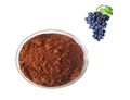 Grape Seed Extract