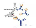 Denosumab