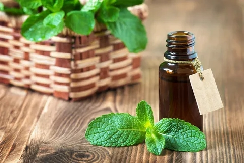 Peppermint Essential Oil