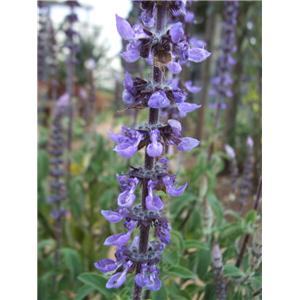 Forskolin