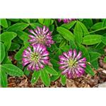 Red Clover Extract