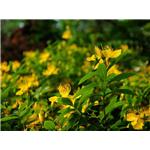 St. John\'s Wort Extract