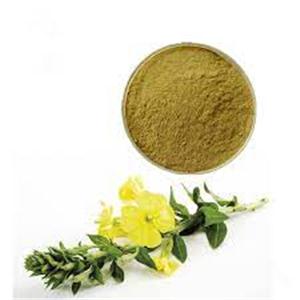 Evening Primrose Extract