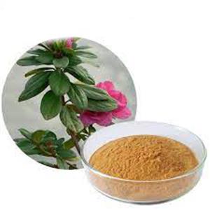 Dahurian Rhodoendron Extract