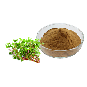 Bacopa Monnieri Extract