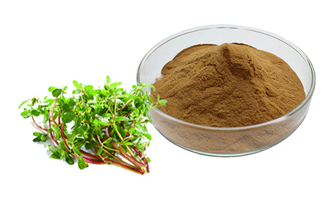 Bacopa Monnieri Extract