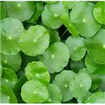 Centella Extract