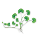 Centella Extract