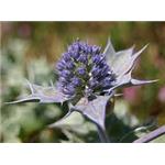 Eryngium Extract