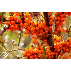 Sea buckthorn, Hippophae rhamnoides, ext.