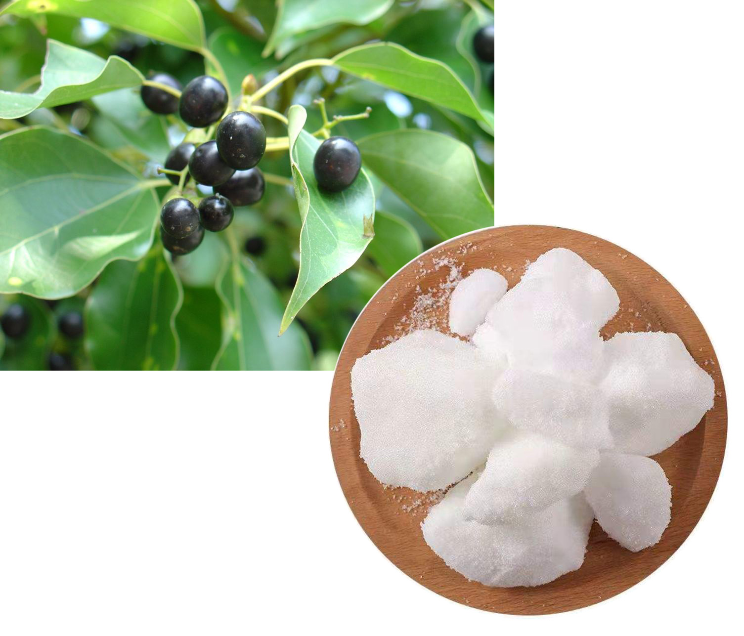 D-CAMPHOR; Camphor tree extract