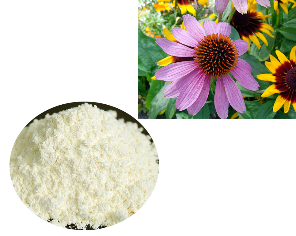 ChicoricAcid; Echinacea extract