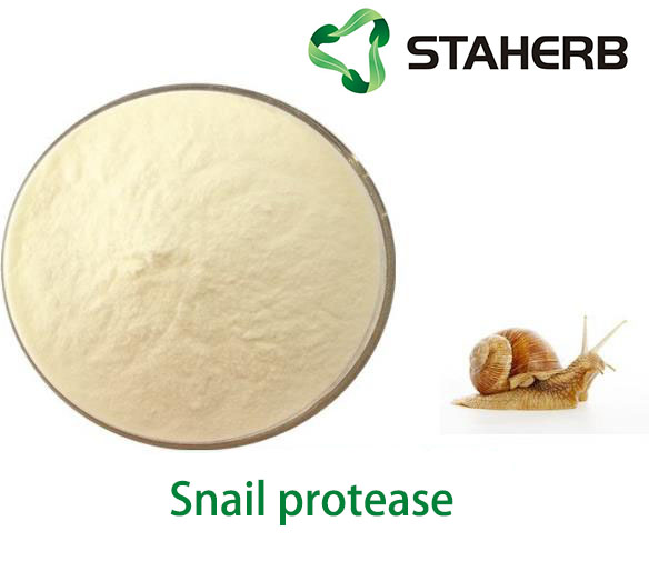 Snail protease