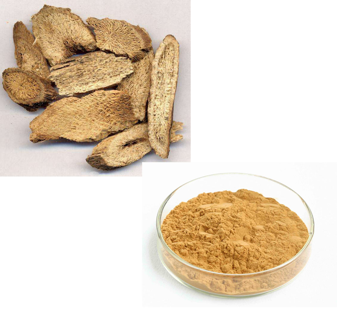 Aucklandia Root Extract