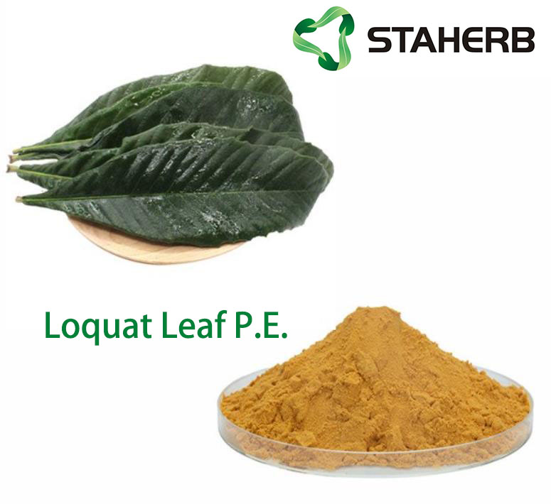 Loquat Leaf P.E.