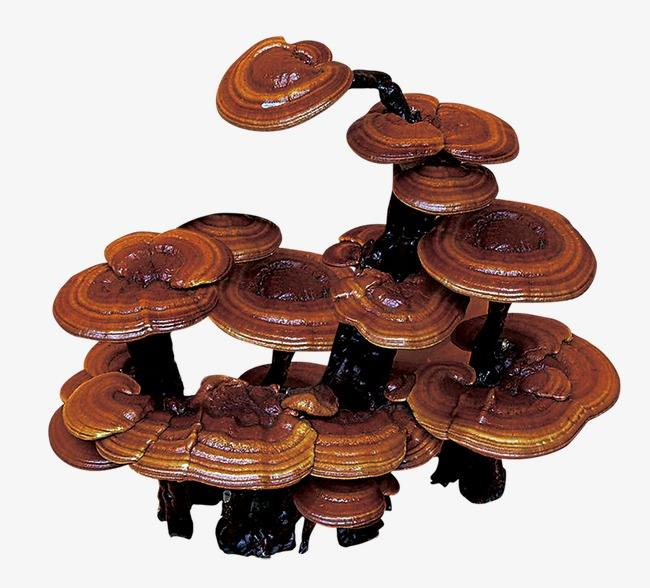 Ganoderma lucidum polysaccharides