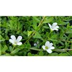 False purslane extract; Bacopa monnieri extract