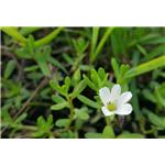 False purslane extract; Bacopa monnieri extract