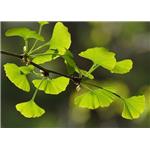 Ginkgo biloba extract