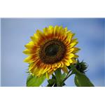 Sunflower Pan Extract; Sunflower Plate total?alkaloids