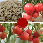 Tomato seed oil