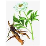 Albiflorin; Radix Paeoniae Alba Extract