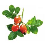 ROSE HIPS EXTRACT