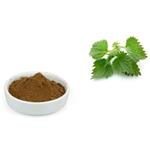 Nettle Root P.E