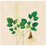 Icariin; Epimedium Extract