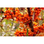 Sea buckthorn, Hippophae rhamnoides, ext.