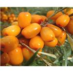 Seabuckthorn peptide; Sea buckthorn extract