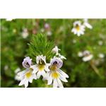 Euphrasia officinalis?extract