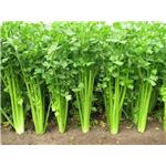 Apigenin; Celery extract 