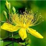 St.-John's-wort, Hypericum perforatum, ext; Hypericin