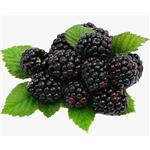 Mulberry powder;Mulberry Extract