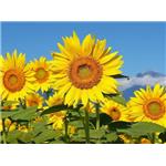 Sunflower extract; Phosphatidylserine