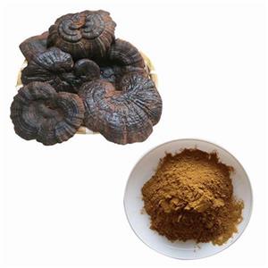 Reishi