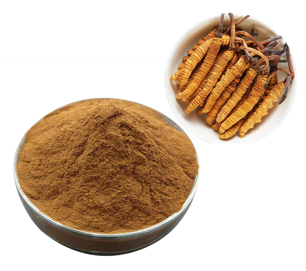 Cordyceps Extract