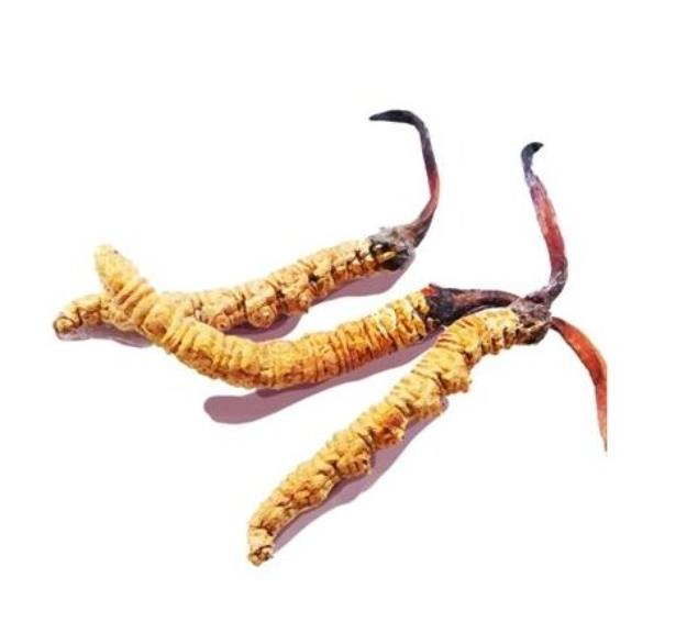 Cordyceps 