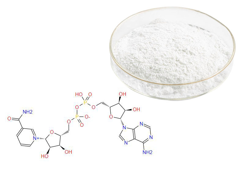 β-Nicotinamide adenine dinucleotide