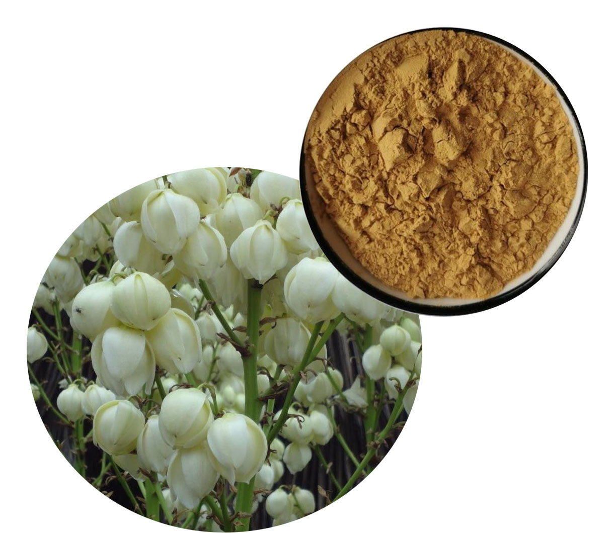 Yucca Extract