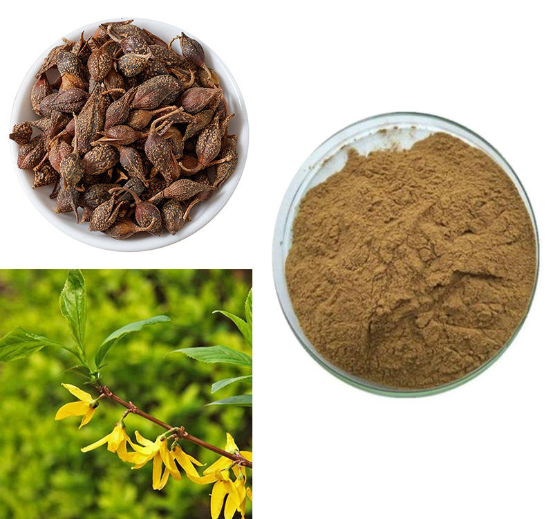 Forsythia powder