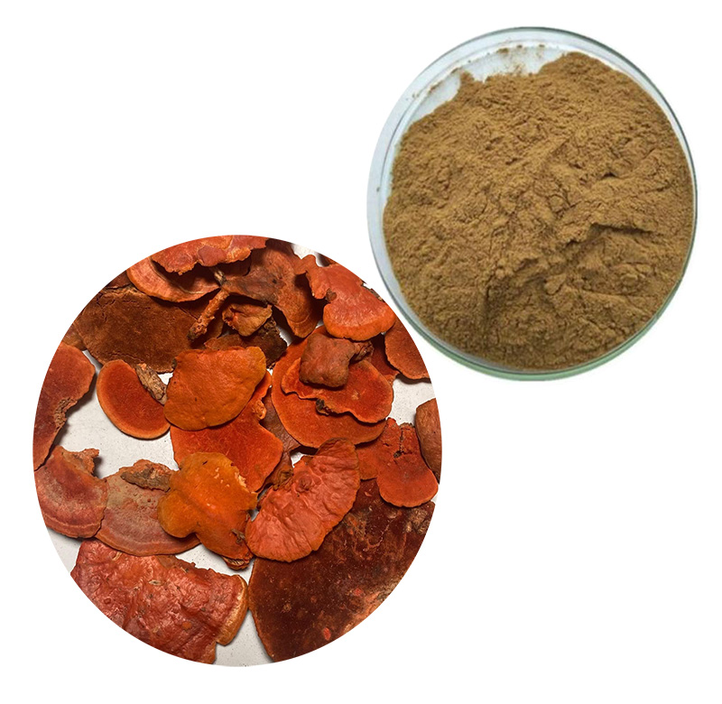 Antrodia camphorata extract