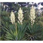 Yucca saponins