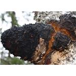 Chaga extract